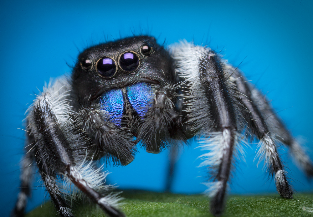 Beginner's Guide to Phidippus Regius