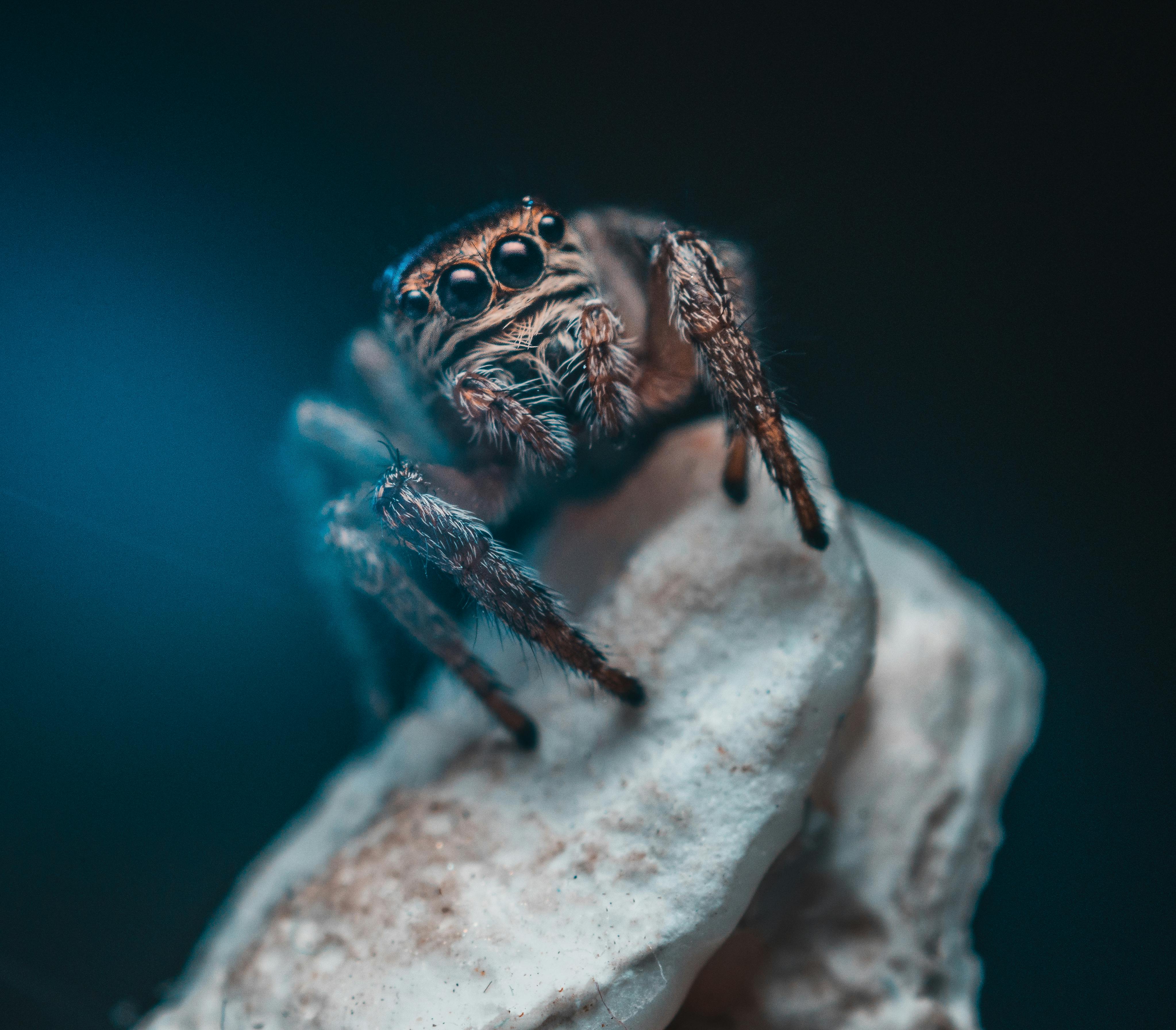 Keeping Feeder Insects