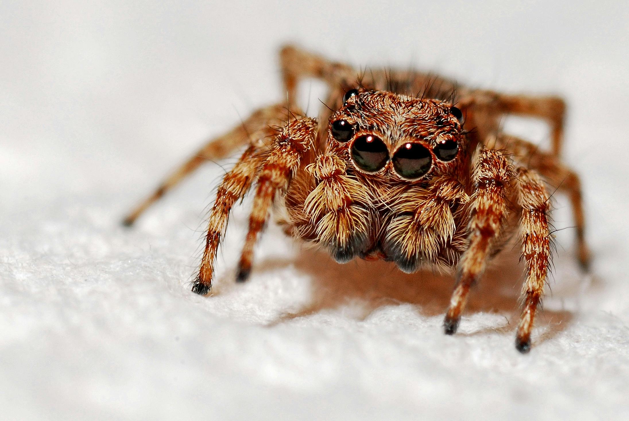 Understanding the Molt Cycle