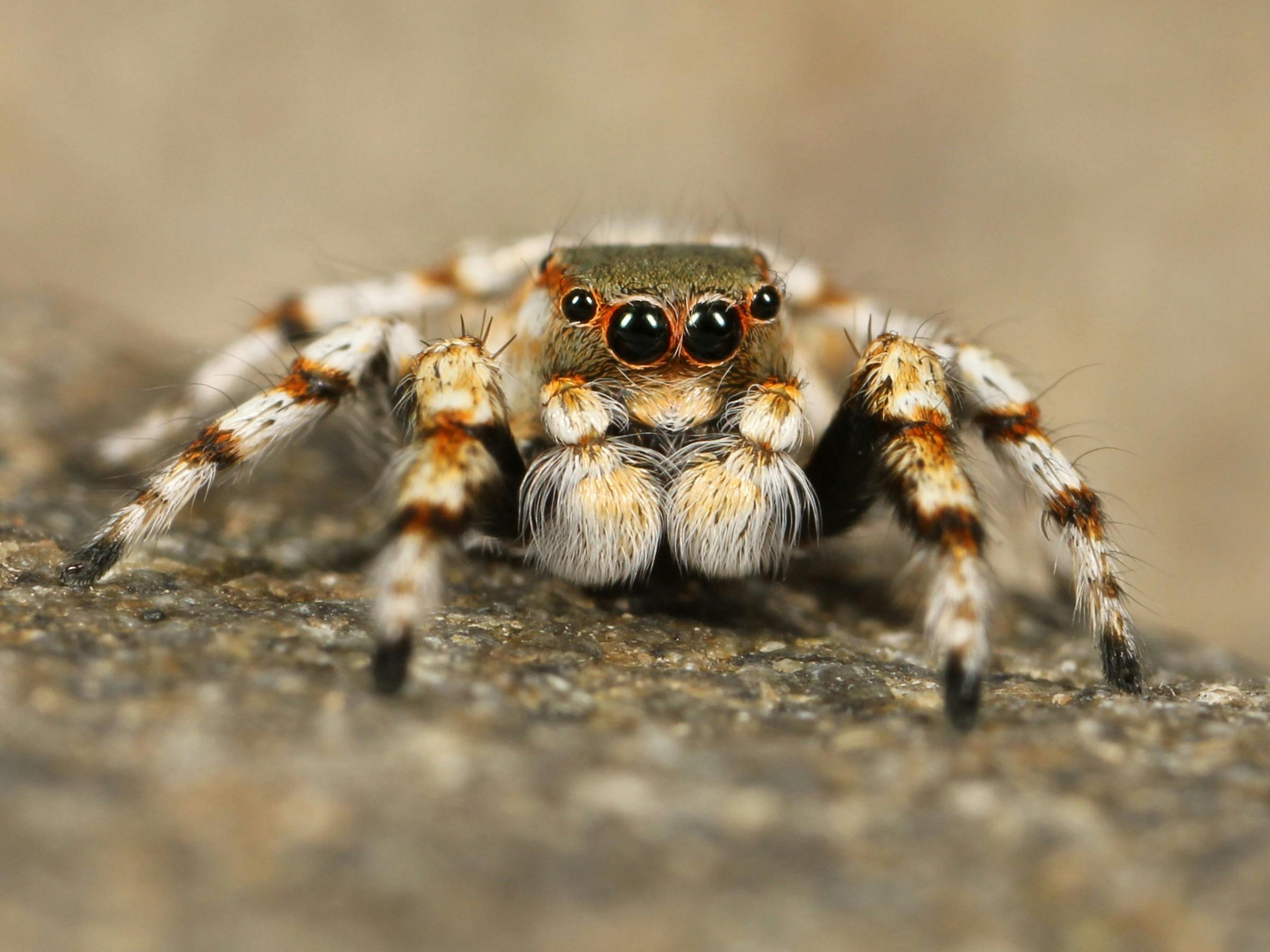 🕷️ Choosing Your First Jumper